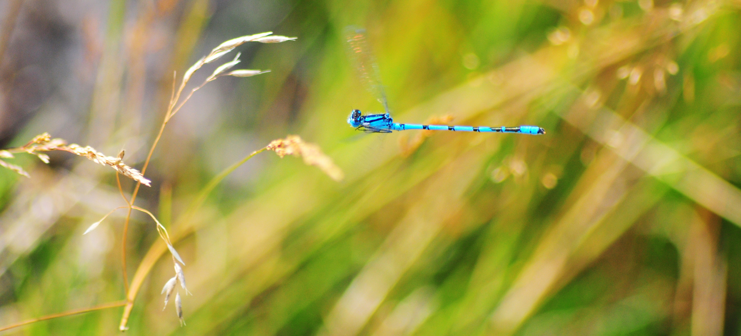 Libelle im Flug ...