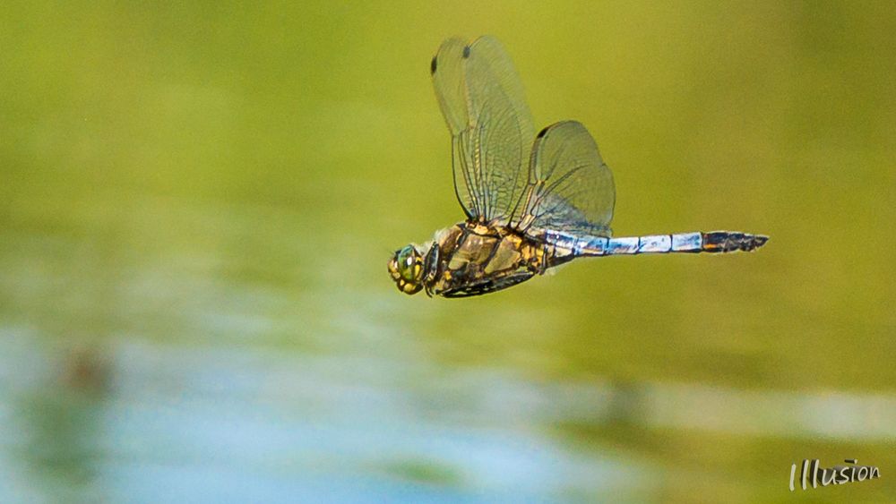 Libelle im Flug