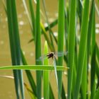 Libelle im Flug