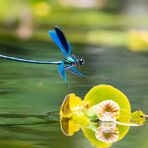 Libelle im Flug