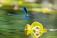 Libelle im Flug