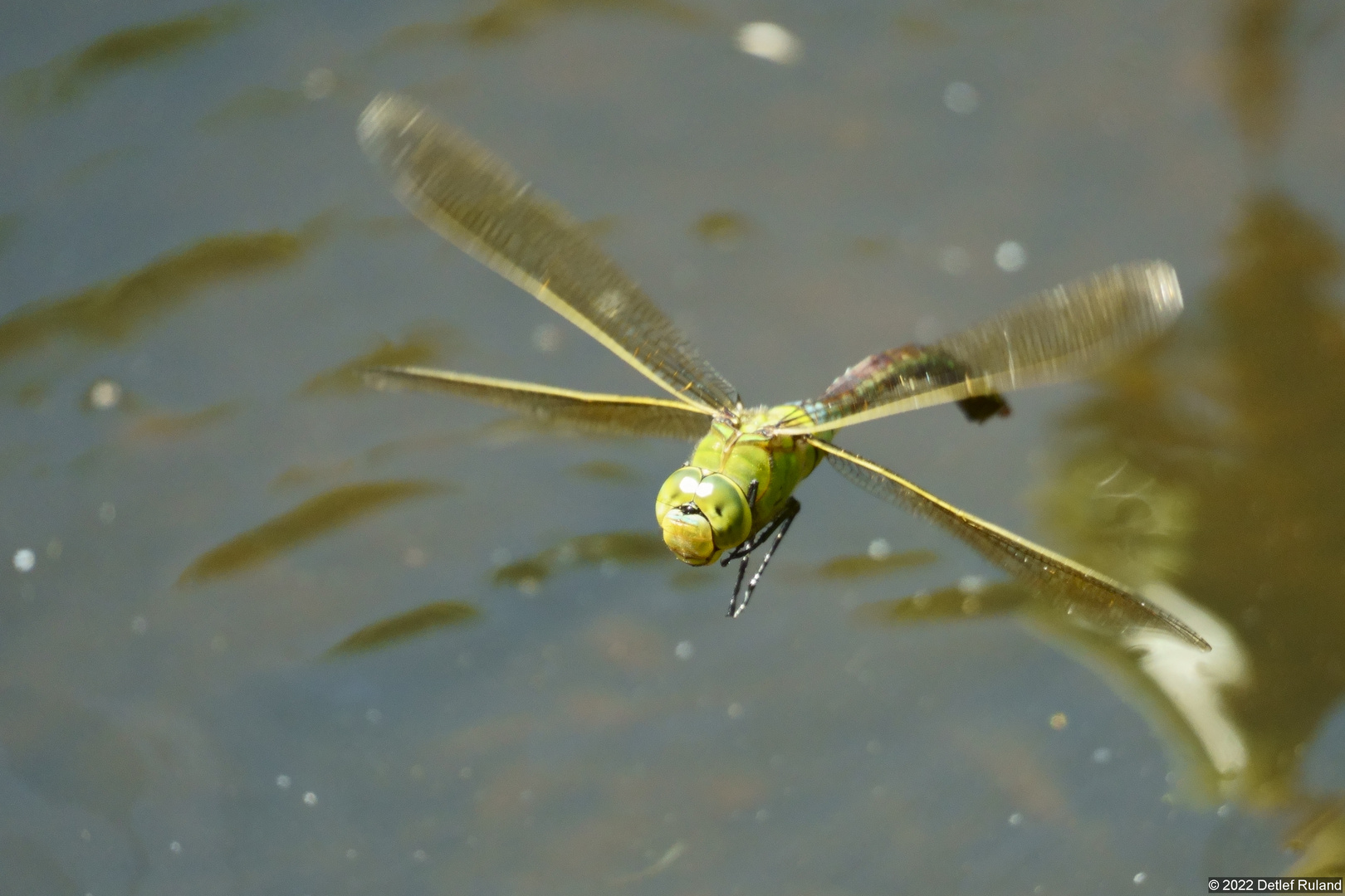 Libelle im Flug