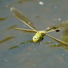 Libelle im Flug