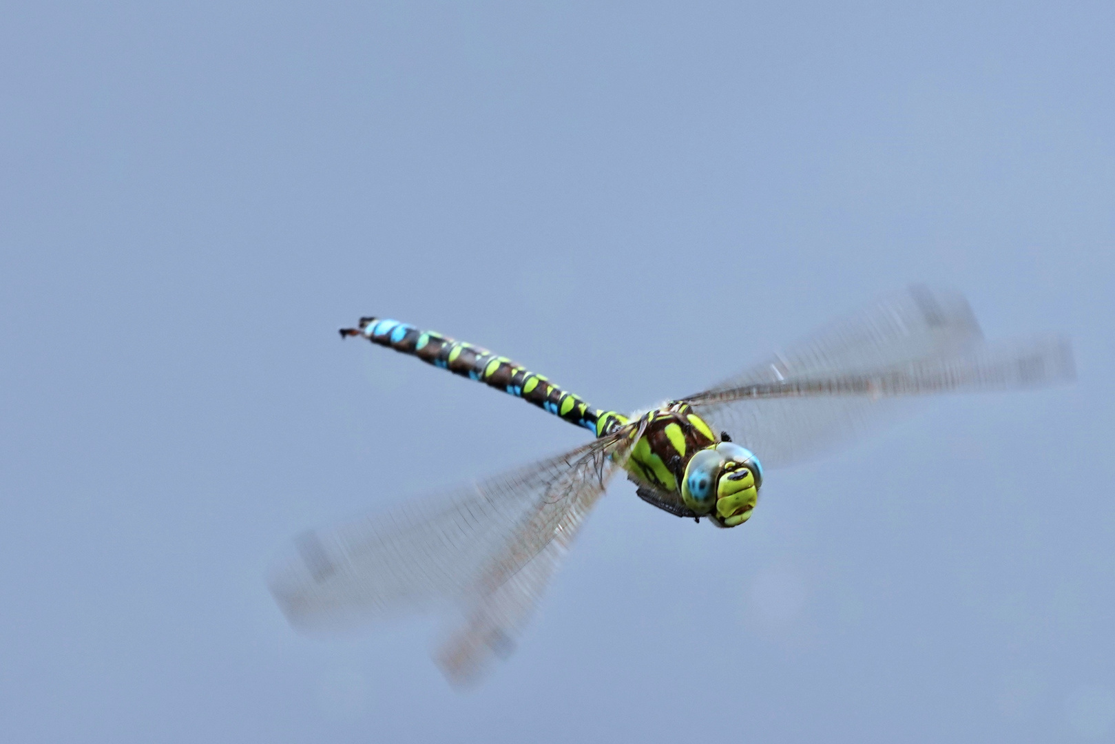 Libelle im Flug