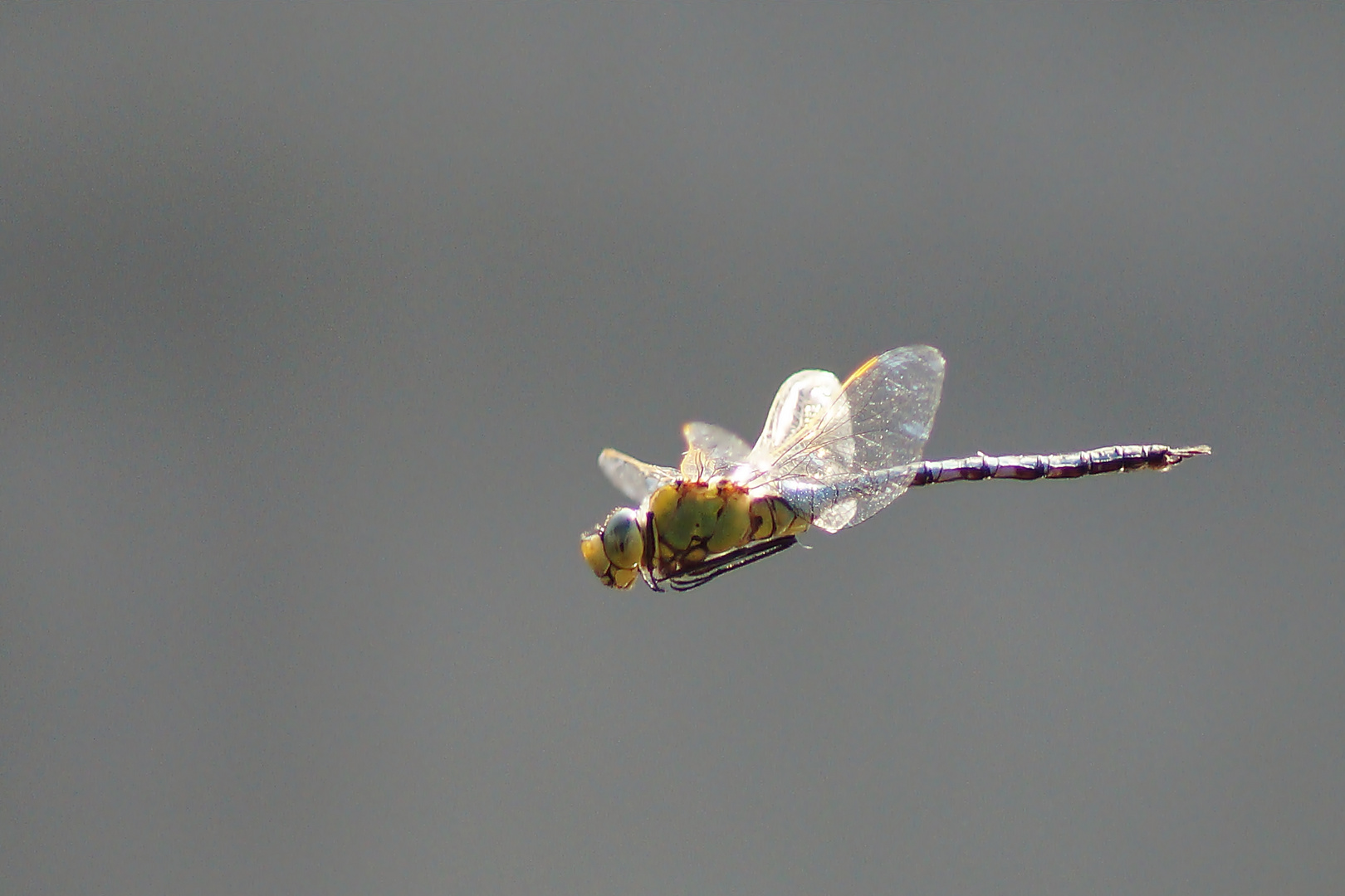 Libelle im Flug