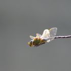 Libelle im Flug