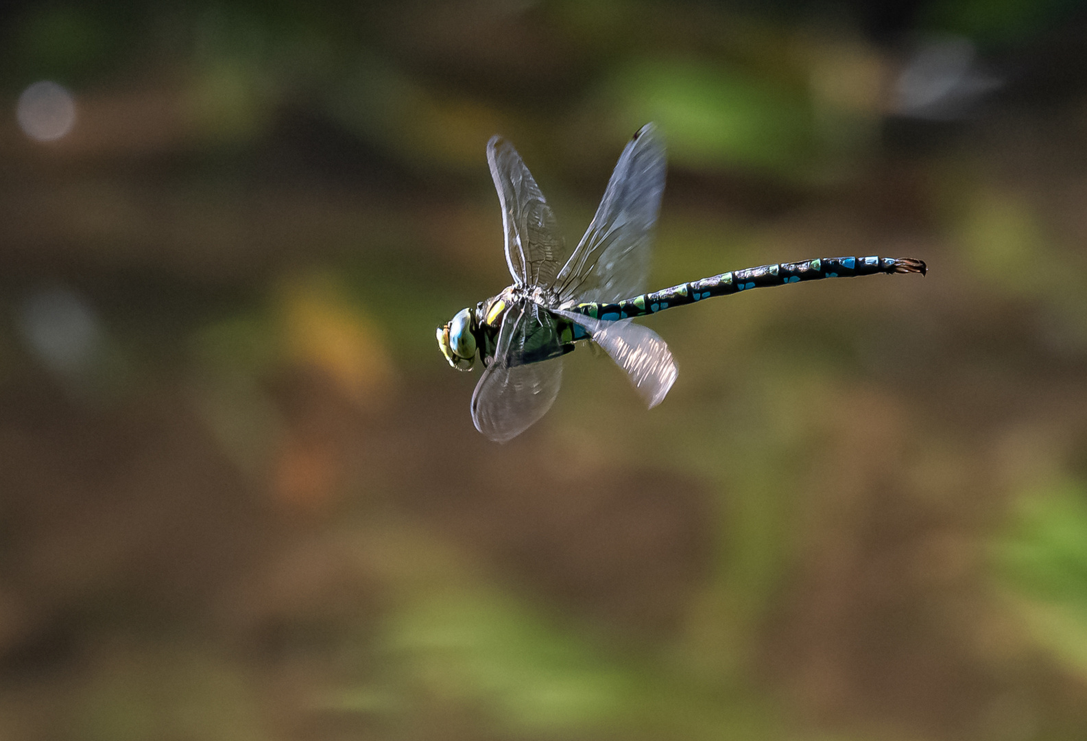 Libelle im Flug ...