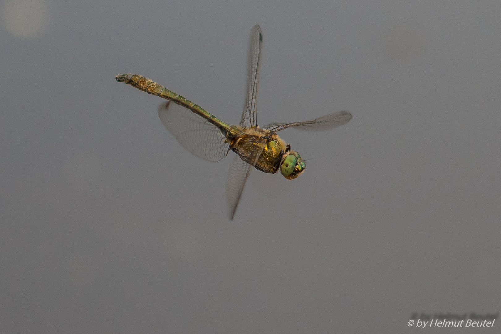 Libelle im Flug erster Versuch