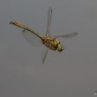 Libelle im Flug erster Versuch