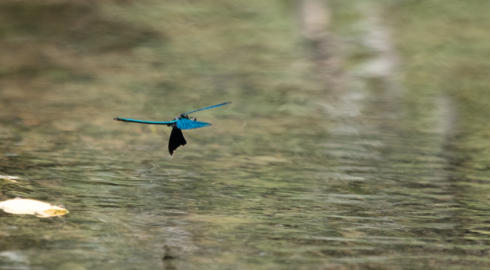 Libelle im Flug erster versuch