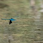 Libelle im Flug erster versuch