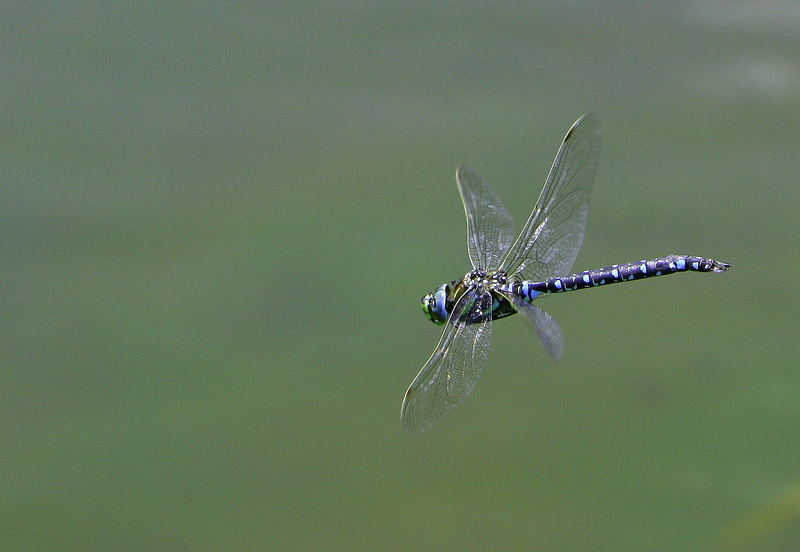 Libelle im Flug erwischt