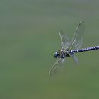 Libelle im Flug erwischt