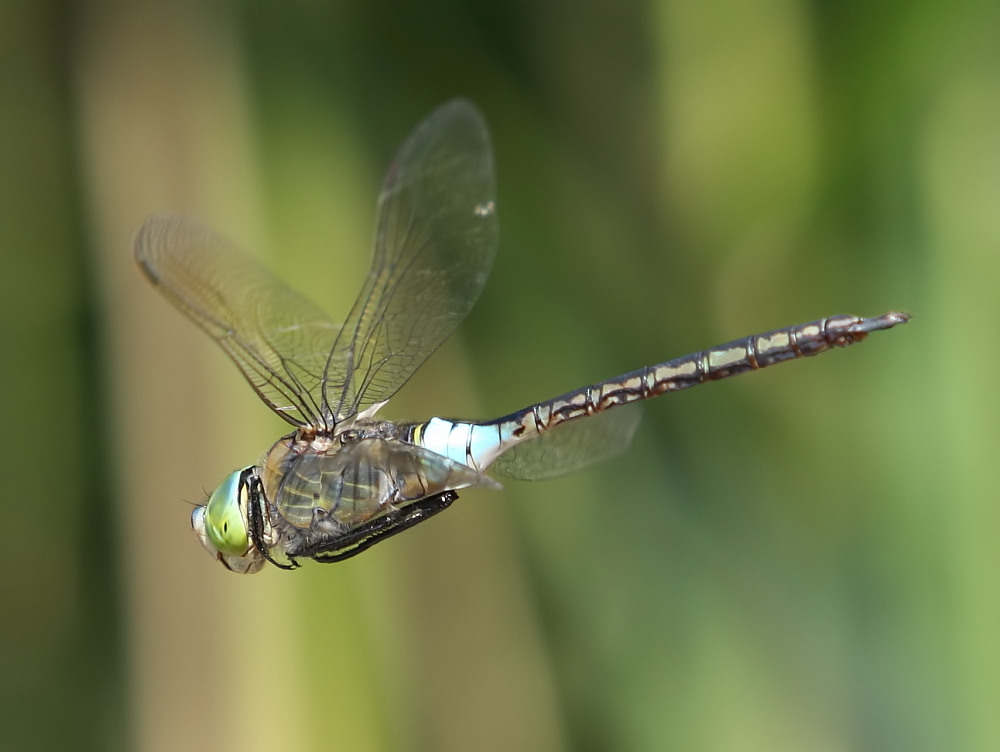 Libelle im Flug