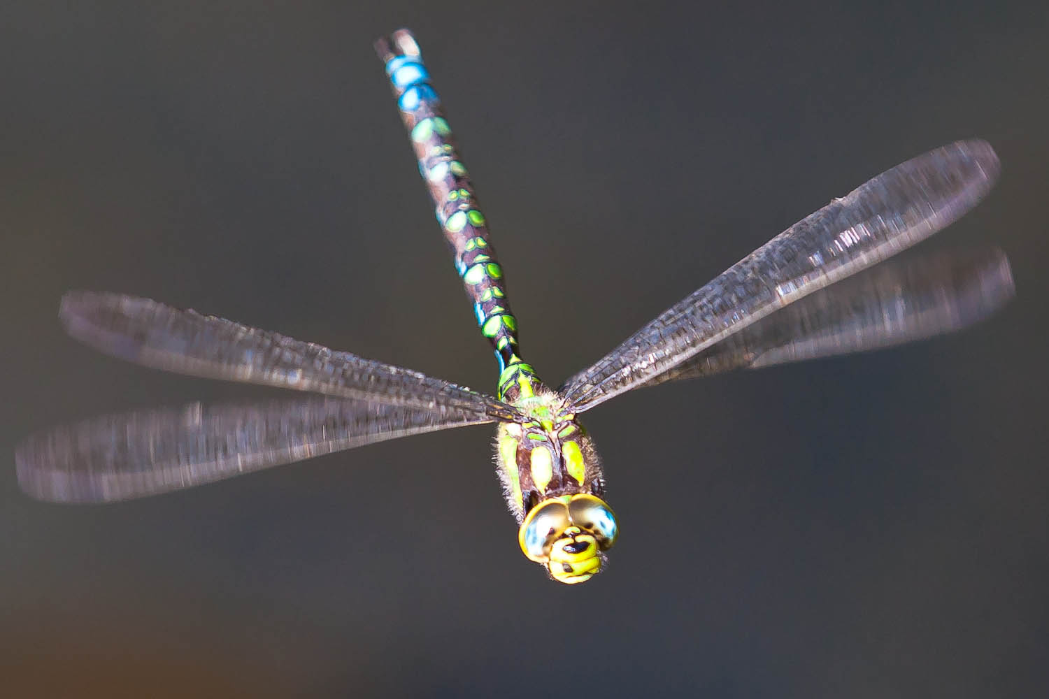 Libelle im Flug