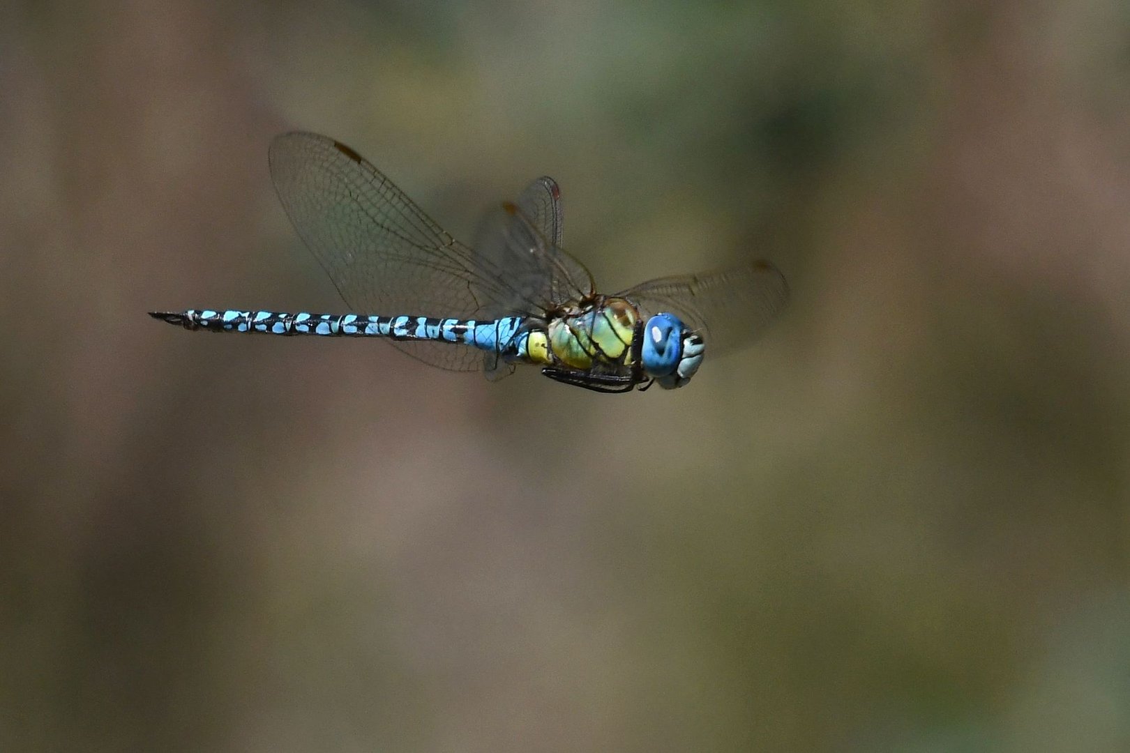 Libelle im Flug