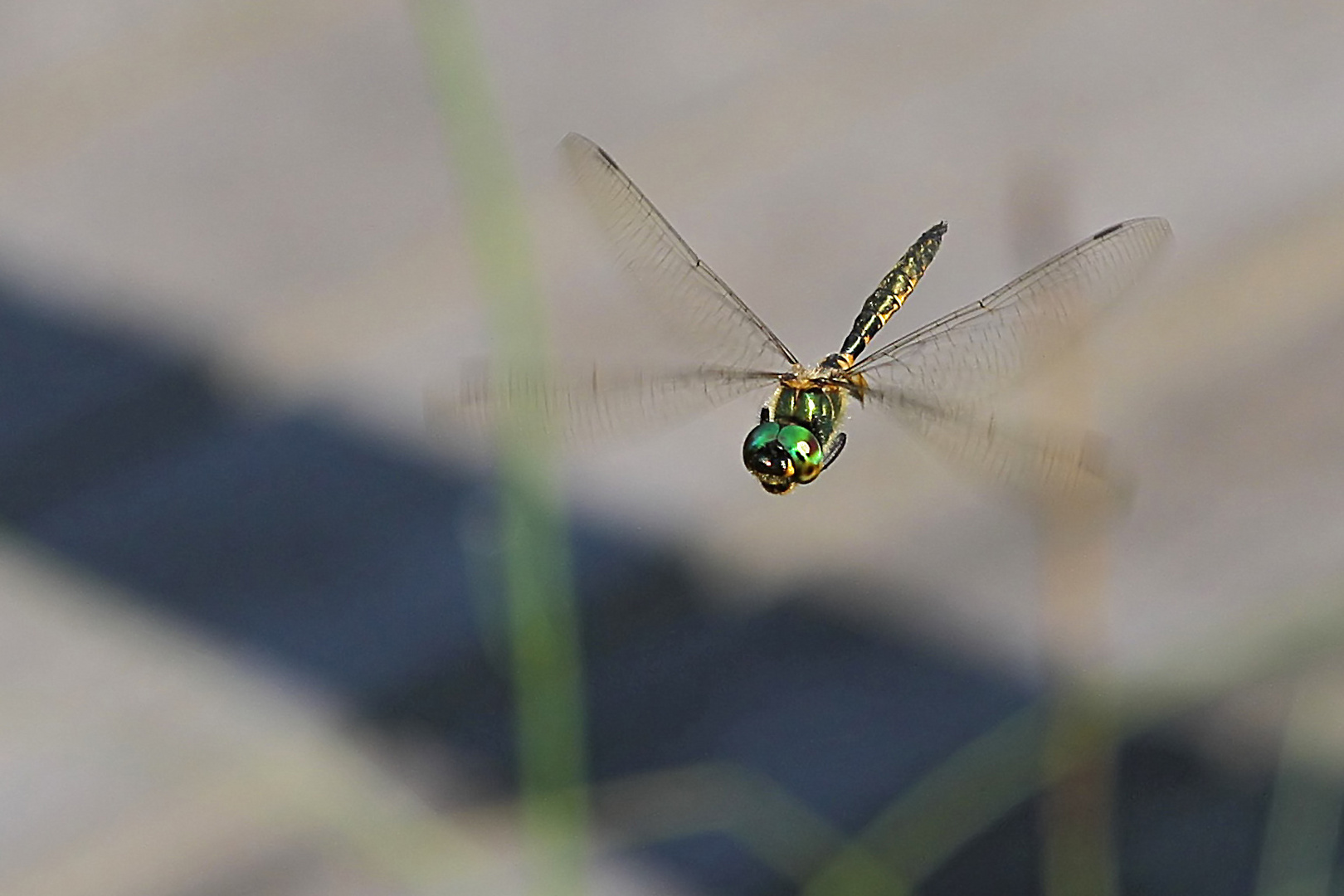 Libelle im Flug