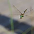 Libelle im Flug