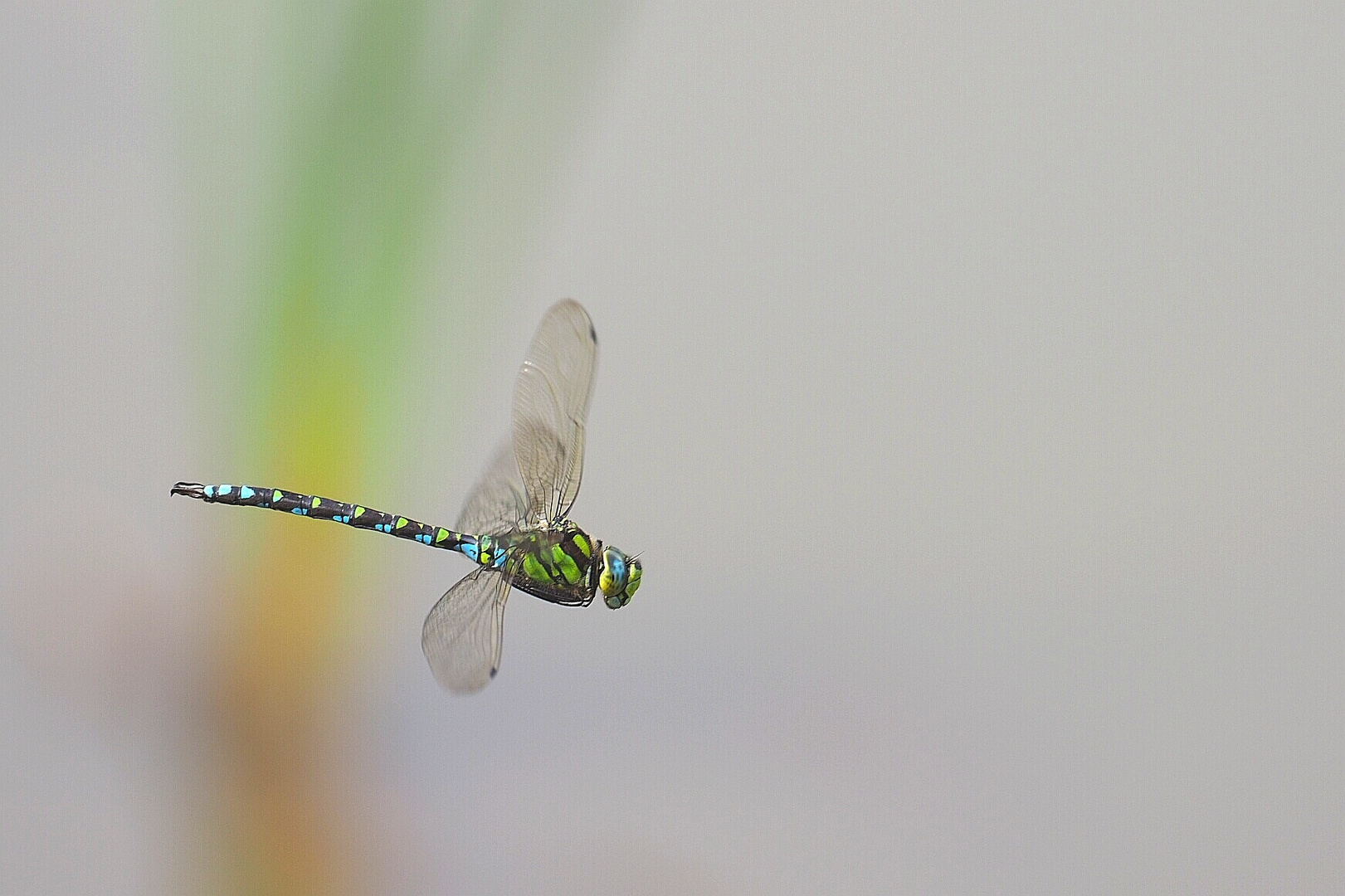 Libelle im Flug