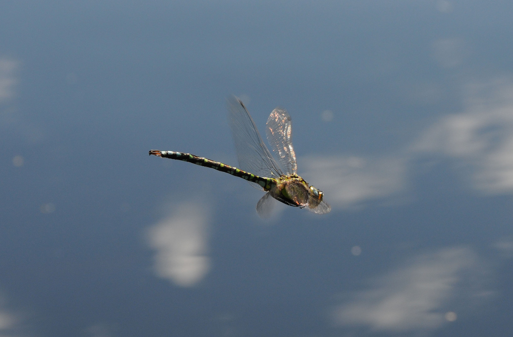 Libelle im Flug