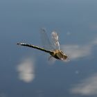 Libelle im Flug