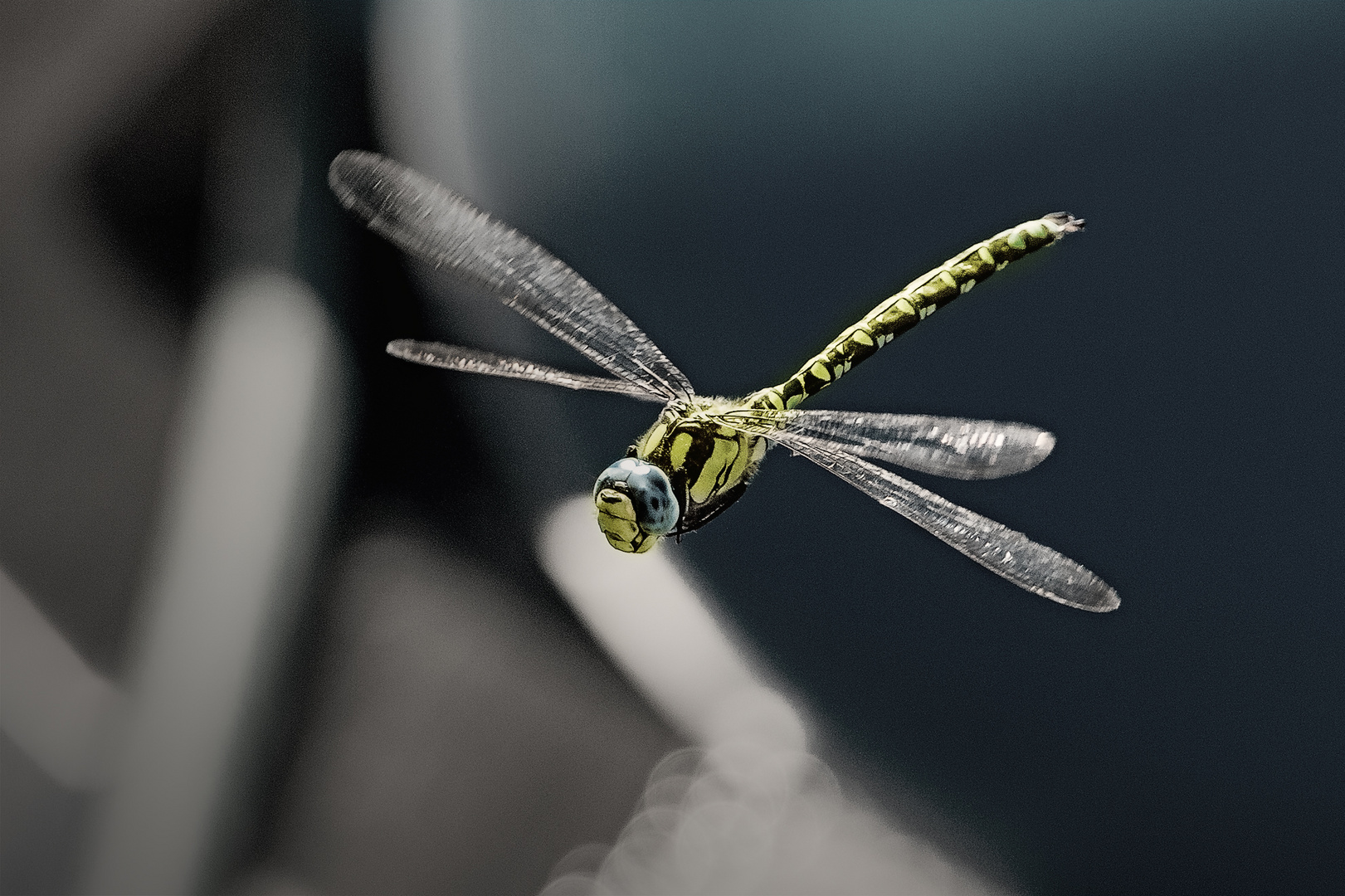 Libelle im Flug