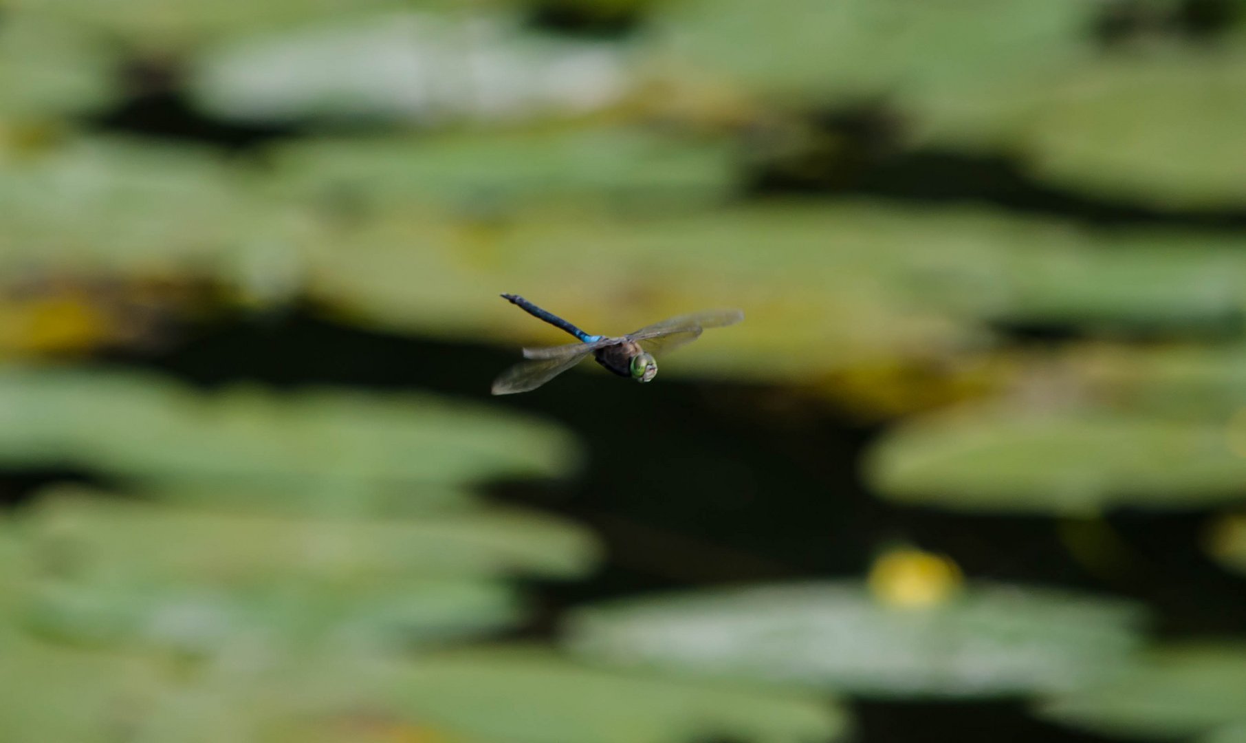 Libelle im Flug