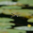 Libelle im Flug