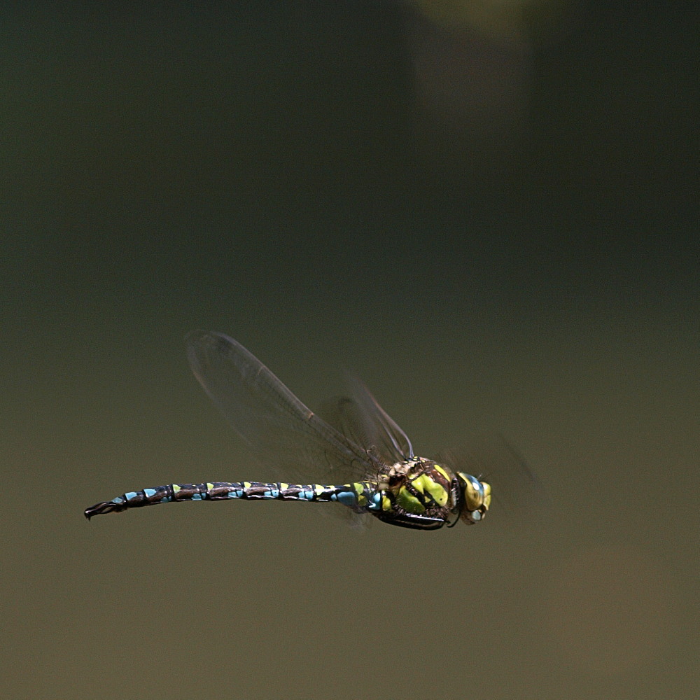 Libelle im Flug