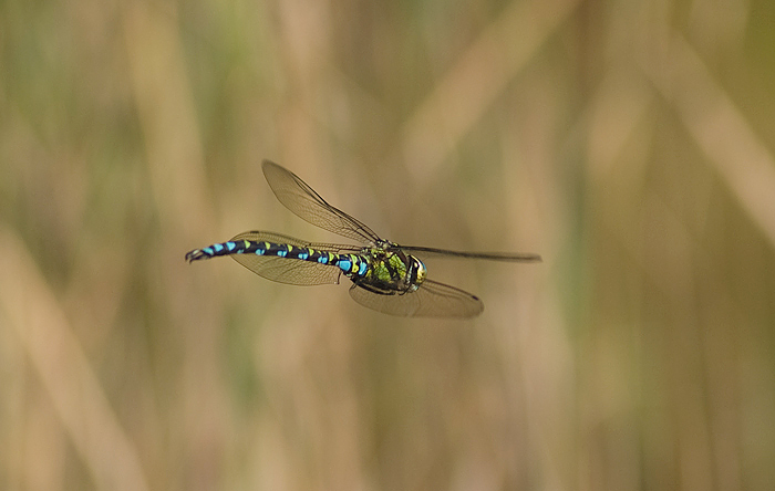 Libelle im Flug