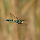 Libelle im Flug