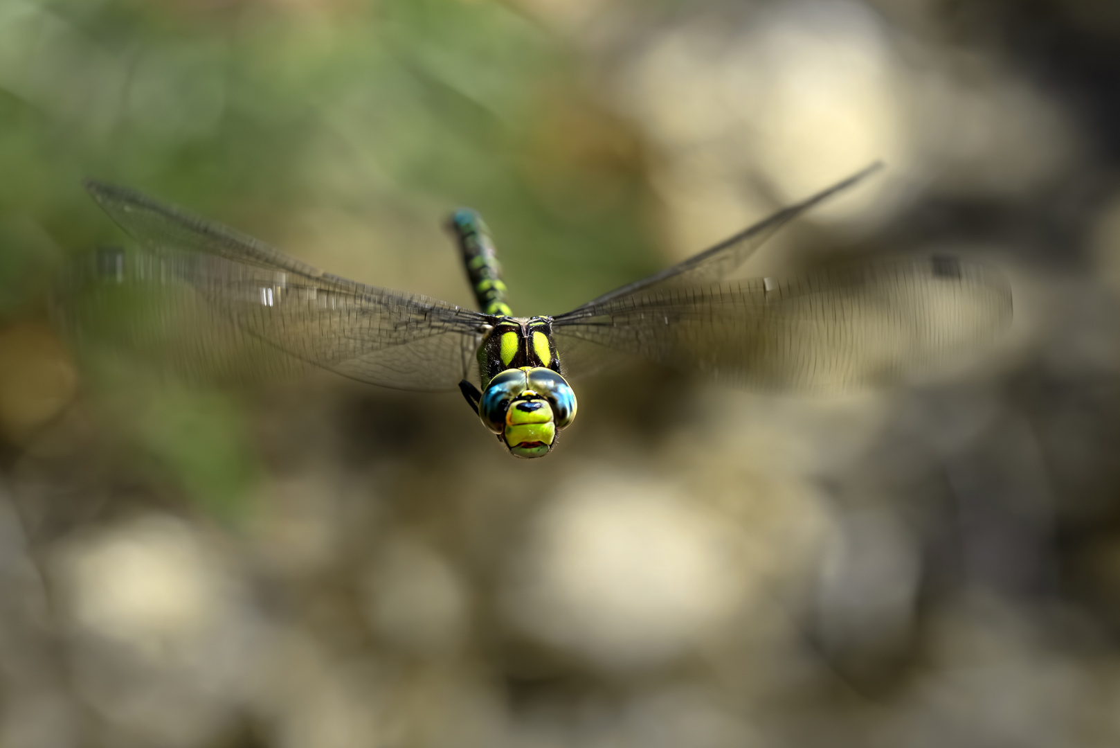 Libelle im Flug