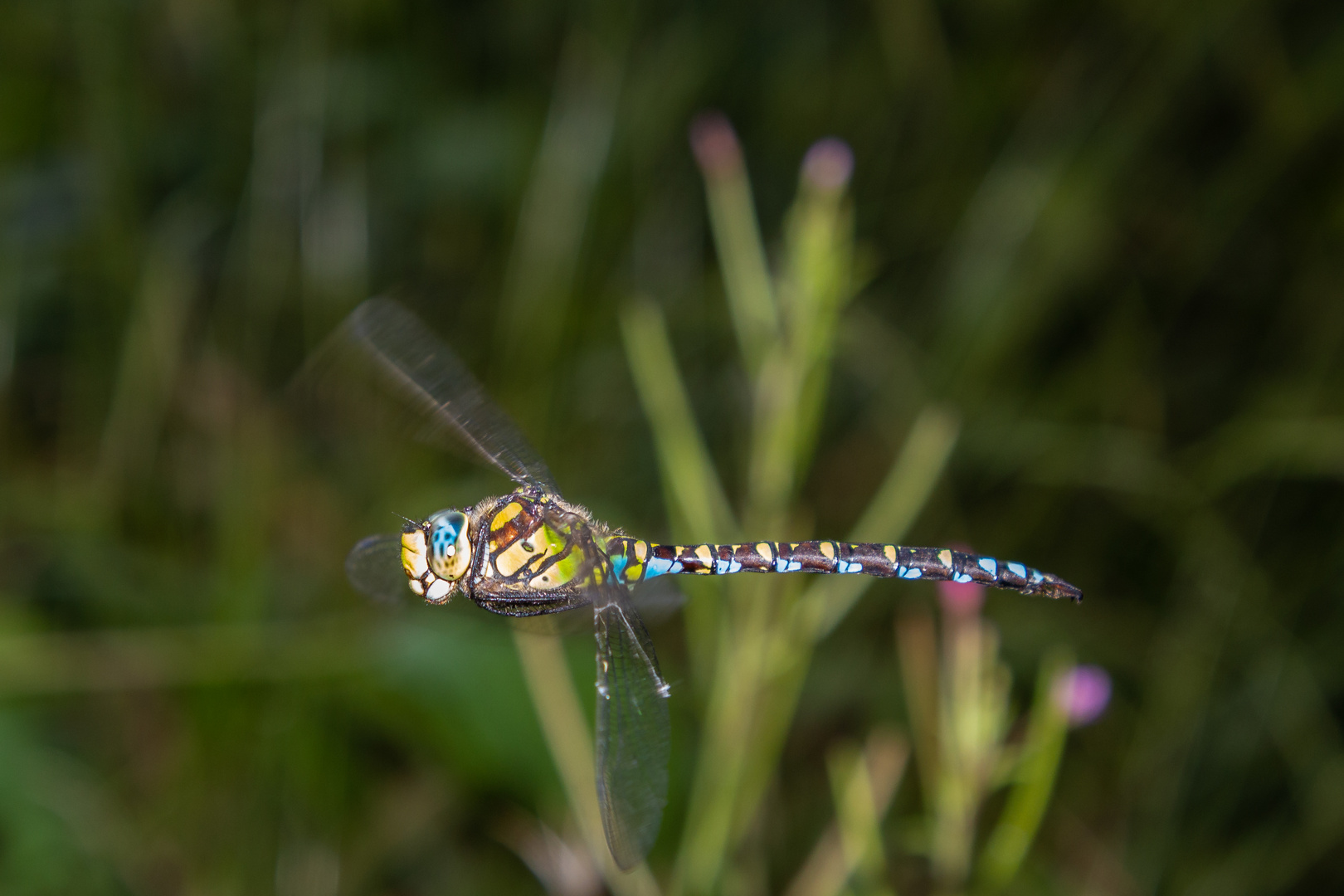 Libelle im Flug Freihand