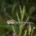 Libelle im Flug Freihand