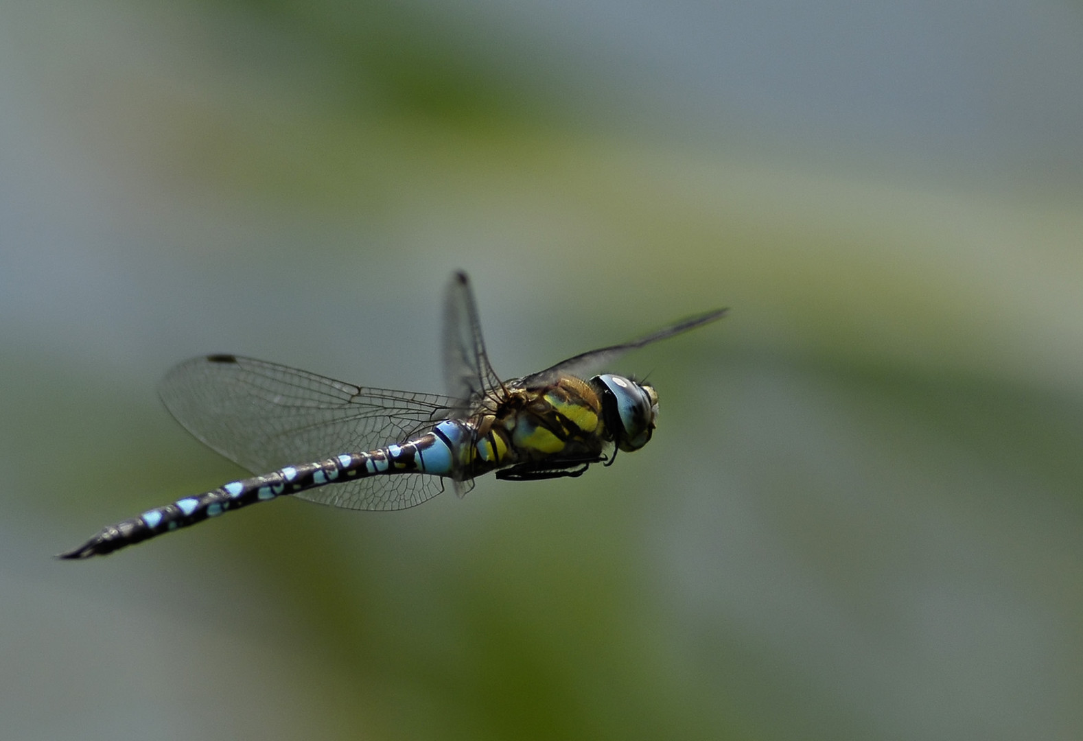 Libelle im Flug I