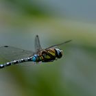 Libelle im Flug I