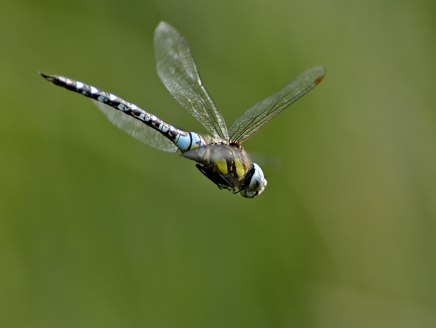 Libelle im Flug II