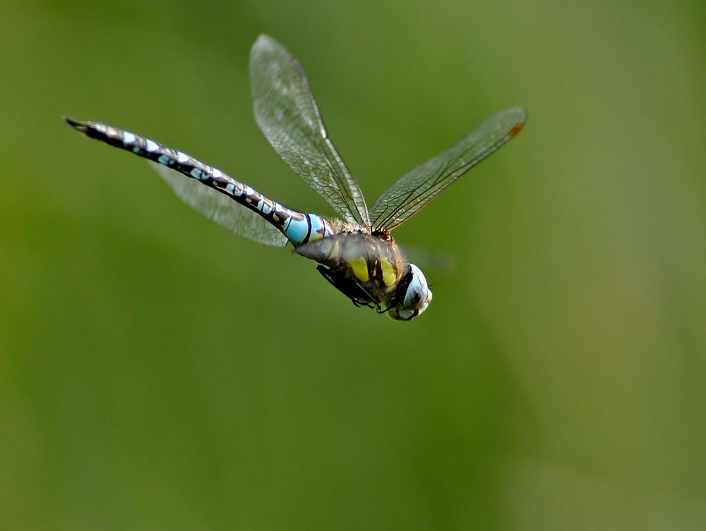 Libelle im Flug II