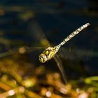 Libelle im Flug - Noch ein Versuch