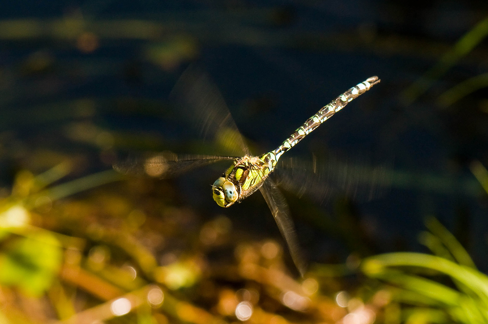 Libelle im Flug - Noch ein Versuch