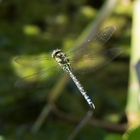 Libelle im Flug über einen Teich