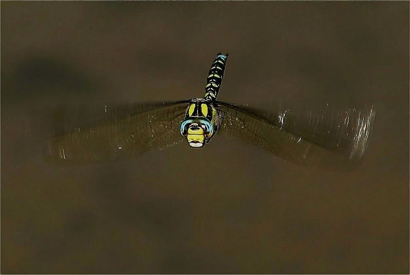 Libelle im Fluge