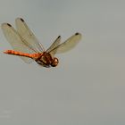 Libelle im Fluge