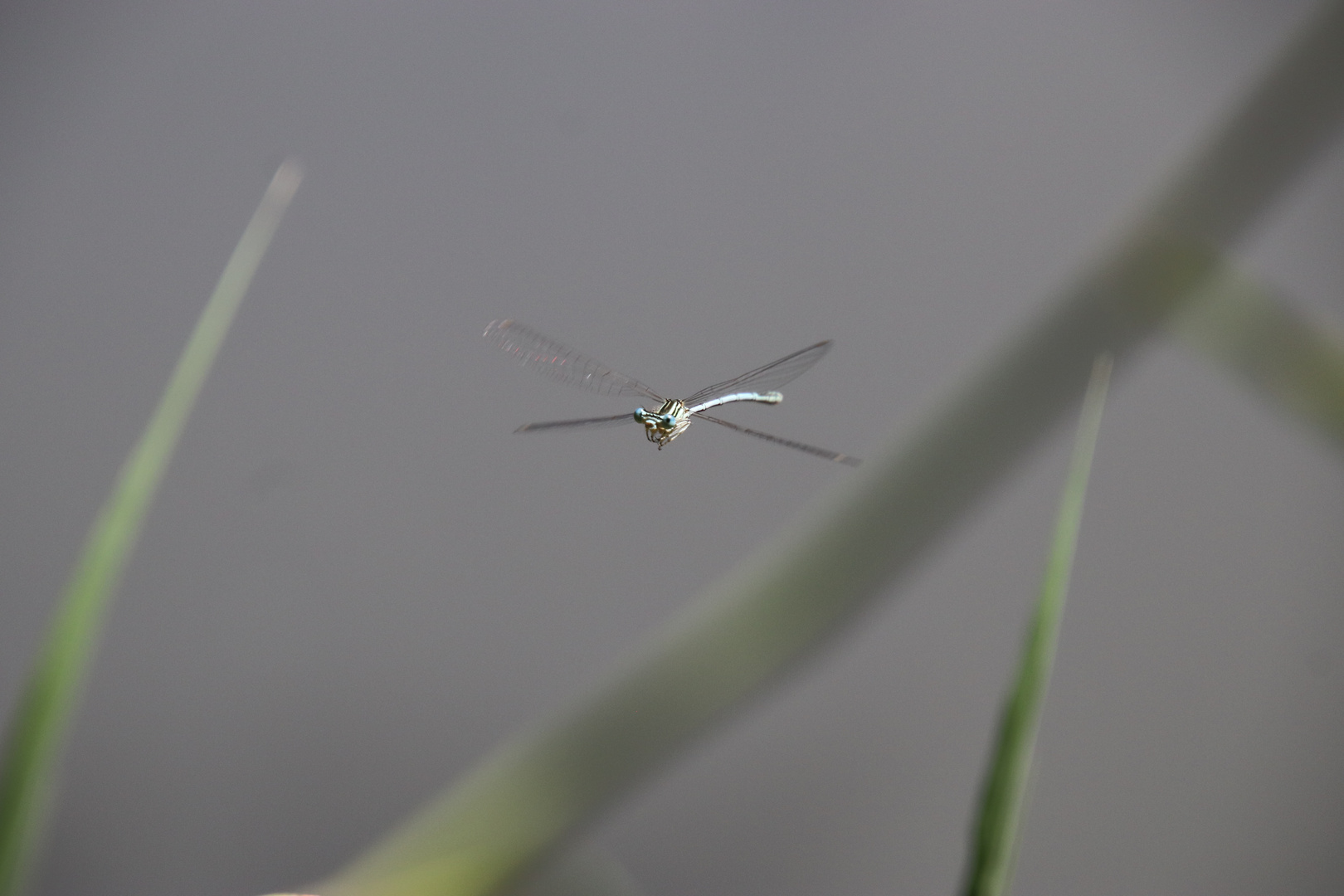 Libelle im Flugmodus