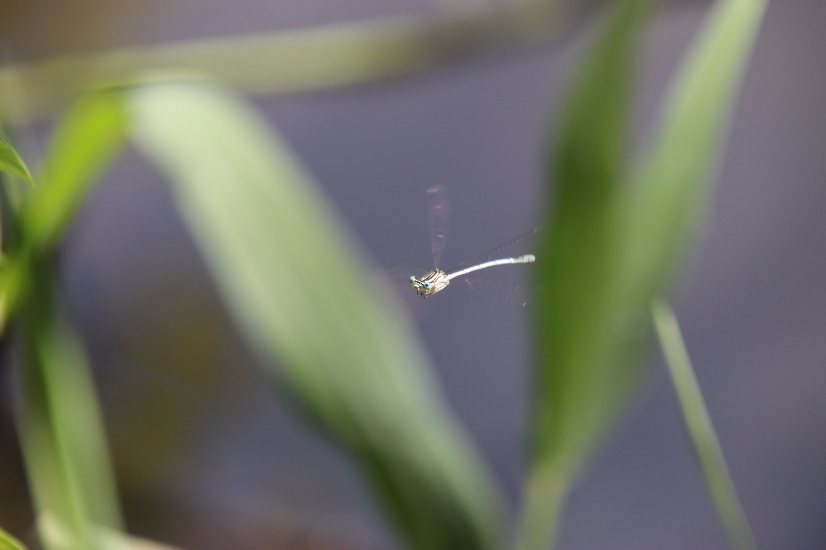 Libelle im Flugmodus