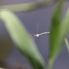 Libelle im Flugmodus