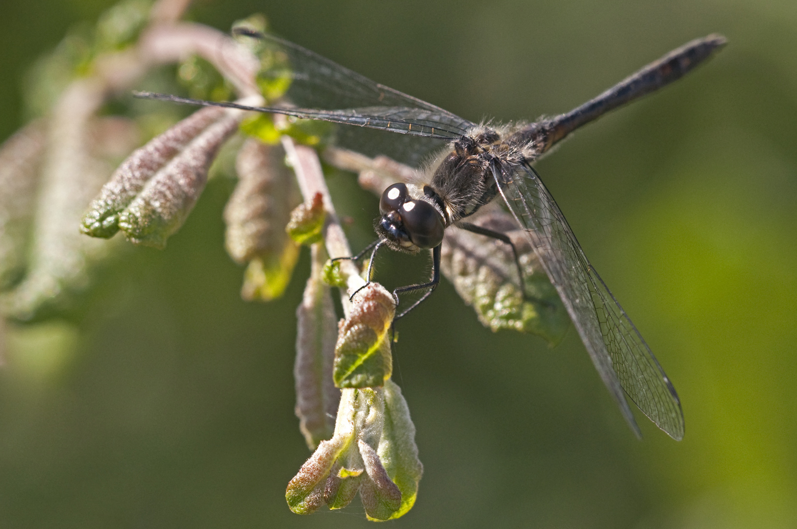 Libelle im Fockbeker Moor I