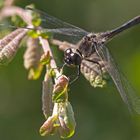 Libelle im Fockbeker Moor I