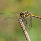 Libelle im Fockbeker Moor II