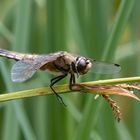 Libelle im Fokus